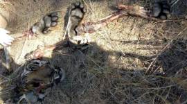 Fact Check: Was Kanha tigress really eaten by a tiger? What the evidence suggests