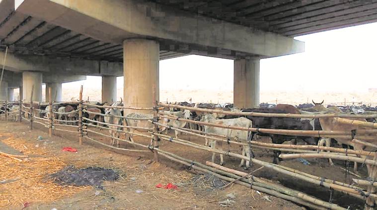 yogi adityanath, up govt, up govt cow shelters, UP cow shelters, UP cow slaughter, yogi govt cows protection