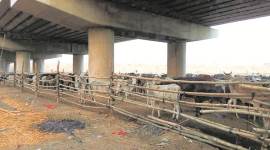 yogi adityanath, up govt, up govt cow shelters, UP cow shelters, UP cow slaughter, yogi govt cows protection