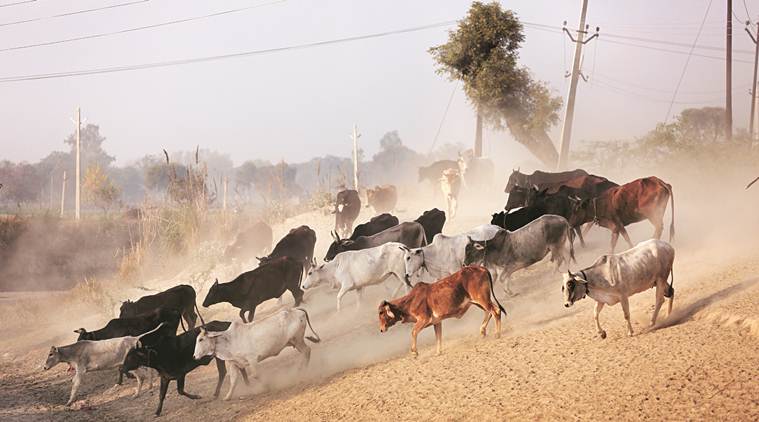At this dairy in UP, stray cattle are no longer stray, farmers fighting hordes