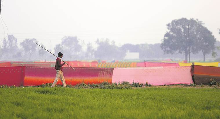 UP farmers desperate to keep stray cattle away from crops, govt struggles to keep numbers in check