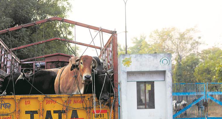 UP farmers desperate to keep stray cattle away from crops, govt struggles to keep numbers in check