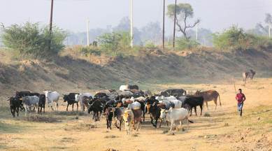 UP farmers desperate to keep stray cattle away from crops, govt struggles to keep numbers in check