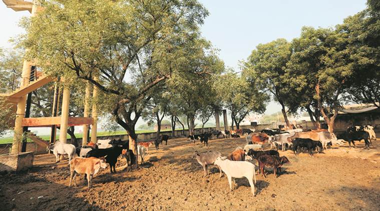 UP farmers desperate to keep stray cattle away from crops, govt struggles to keep numbers in check