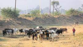 Uttar Pradesh: 8 held, 96 bulls seized during raids in two Gonda villages