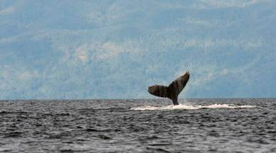 The Whale Album: Why do humpbacks sing?