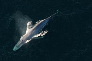 A blue whale surfaces to breathe