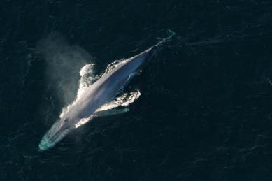 A blue whale surfaces to breathe