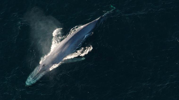 A blue whale surfaces to breathe