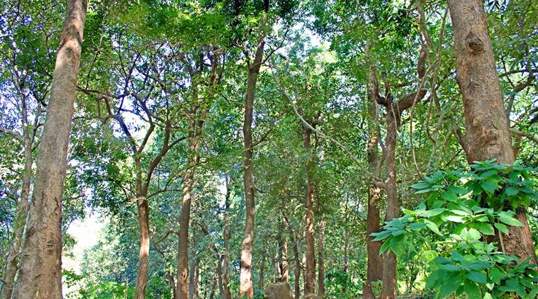  protected reserve forest, minor forest produce, wild mangoes of chinchli, Gujarat Biodiversity Board (GBB), tribal village in Dangs district, south Gujarat, indian express, indian express news