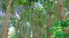 mumbai, lok sabha elections, lok sabha elections 2019, political parties, party manifestos, manifestos, environment, environmental issues, activists, green activists, maharashtra, indian express news