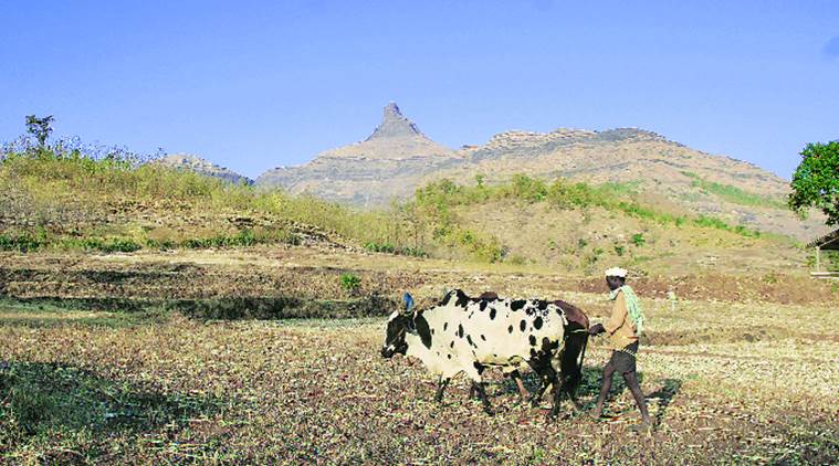  protected reserve forest, minor forest produce, wild mangoes of chinchli, Gujarat Biodiversity Board (GBB), tribal village in Dangs district, south Gujarat, indian express, indian express news