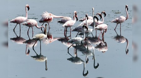 flamingo, Mumbai, wildlife, environment