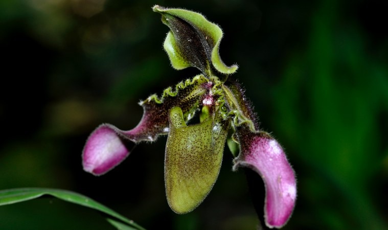 War of the Orchids: how a few Assamese are battling to save a flower ...