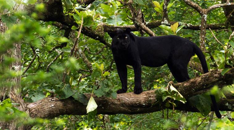 Africa’s black panthers emerge from a century in the shadows