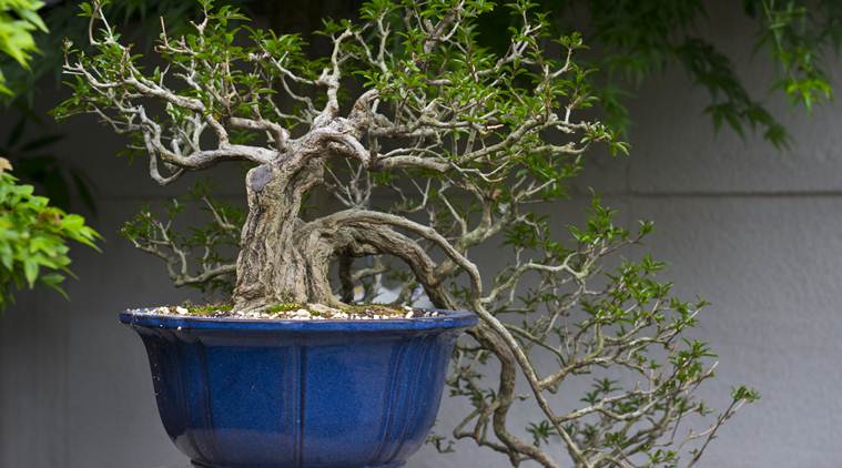 ‘Bonsai are like our children’: Couple pleads for return of stolen trees