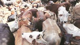 chandigarh news, chandigarh municipal corporation, stray cattle menace, indian express