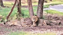 Lion Safari at Chhatbir Zoo reopened