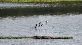 Crocodile at Powai Lake no alt set