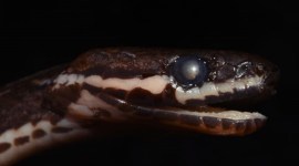 Crying Keelback, new snake