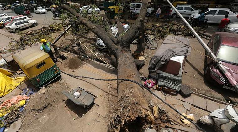 Delhi Budget 2019: Tree mantra — transplant, don’t cut