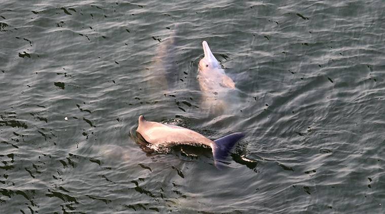 Humpback dolphins, Elephanta caves, Gateway of India,