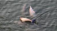 Humpback dolphins, Elephanta caves, Gateway of India,