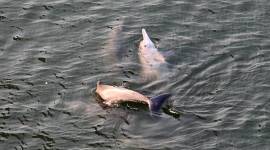 dolphin-759 Humpback dolphins, Elephanta caves, Gateway of India,