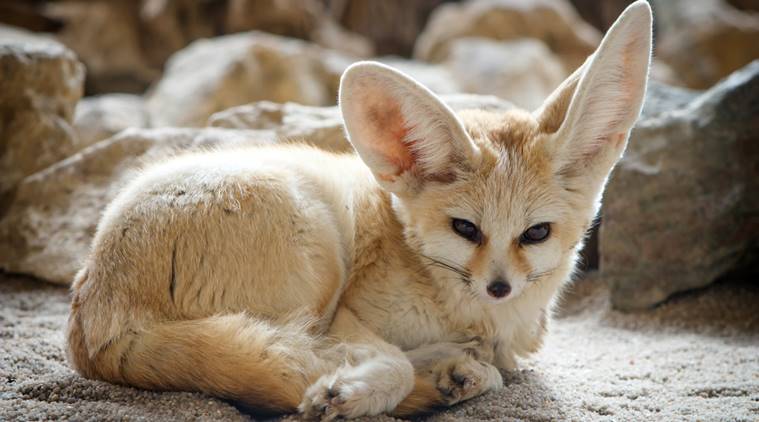 hunter-gatherers, family of foxes, wild dogs, jackals, coyotes, wolves, long-pointed muzzles, deep chests, strong legs, long bushy tails, foxes, European grey wolf, environmentalist, bird watcher, indian express, indian express news
