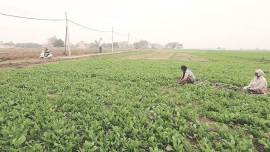 Pune institute works on model to improve crop insurance
