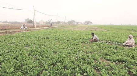 Pune institute works on model to improve crop insurance
