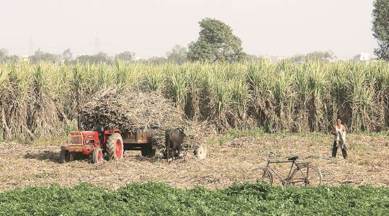 Concerned more about unseasonal rain than war, say Punjab border villagers