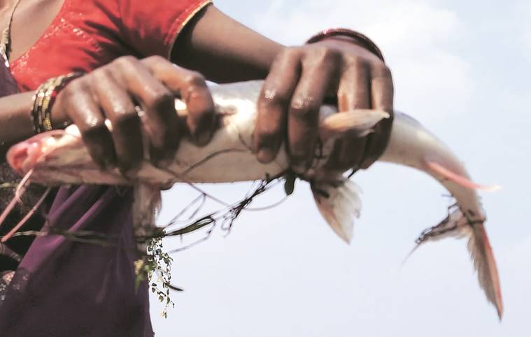 Dead Fish found, Water turns Black Narmada water supply to over 138 villages stopped