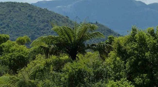 How to kill a forest