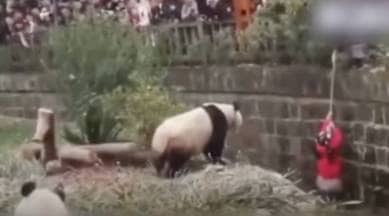 panda, girl falls in panda enclosure, viral video girl panda, panda enclosure, China, Girl China falls panda enclosure, trending, viral, indian express, indian express news
