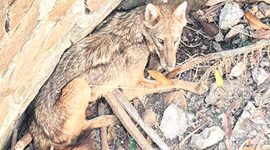 mumbai, golden jackal rescued, golden jackal rescued in mumbai, forest department, wildlife, indian express news