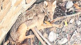 mumbai, golden jackal rescued, golden jackal rescued in mumbai, forest department, wildlife, indian express news