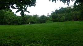 grasslands-759 Grasslands, great Poaceae family, Ganges and Brahmaputra