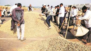 Gujarat, Gujarat farmers, Gujarat groundnut farmers, quality of groundnuts, average quality ground nuts, groundnut crop, government procuring groundnut, indian express