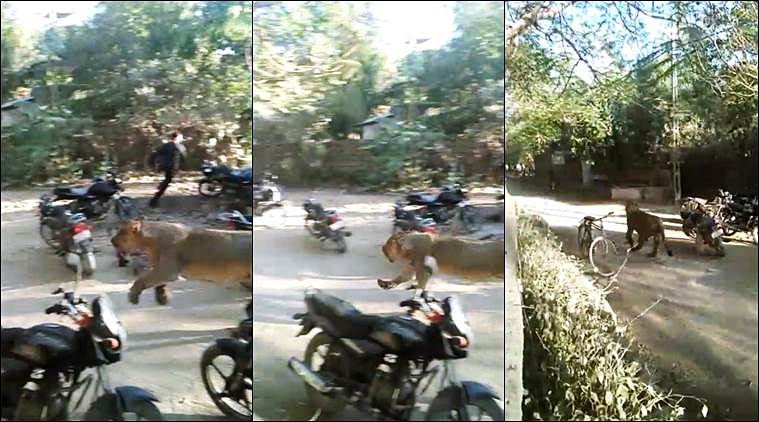 Lion enters Gujarat village, two injured in attack