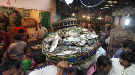 hilsa, hilsa fish, hilsa fish price, hilsa recepie, hilsa Padma river, hilsa Ganga river, Indian express