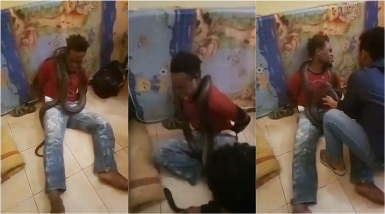 indonesia police, indonesia police papua interrogation, police use snake for interrogation, viral video, indian express, world news,