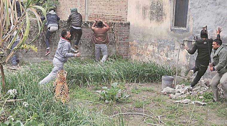 Fear grips Jalandhar village as leopard attacks 6 amid dramatic chase to corner it
