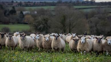 Why Lamb Chops Could Be on the Menu in a No-Deal Brexit