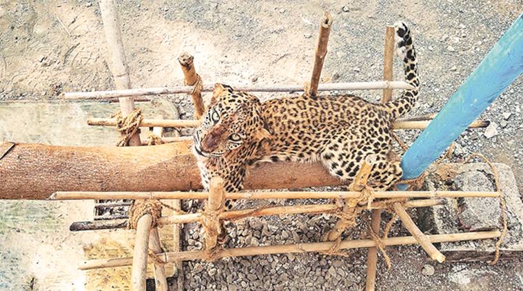 Pune: Crippled after accident, leopard cub learning to walk at rescue centre