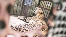 Human-Animal conflict: Leopards find perfect hunting ground in Surat farm; 10 captured in 5 years