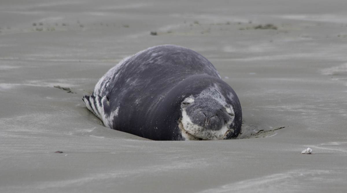 Did a seal eat your vacation photos? A New Zealand scientist is looking for you