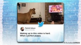 lion king, dog, dog cries watching lion king, disney, disney movies, Simba lion king, dog cries, dog cries watching lion king, viral video, indian express, indian express news