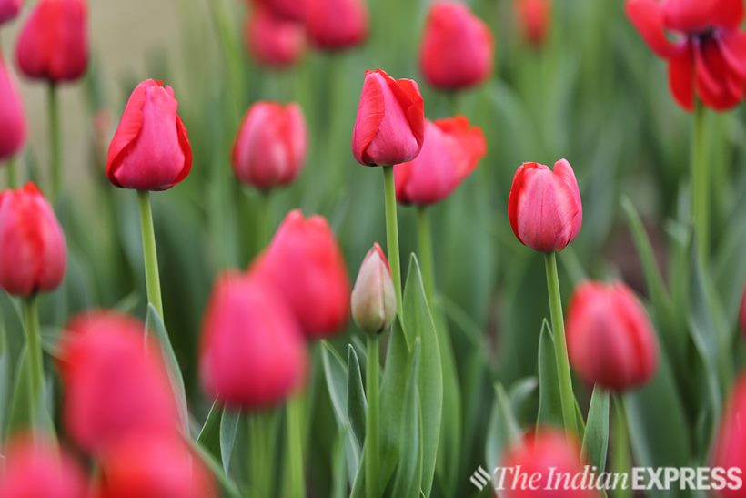 Iconic Mughal Gardens of Rashtrapati Bhavan to open for public from tomorrow