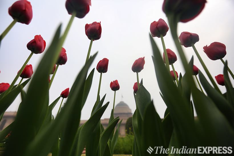 Iconic Mughal Gardens of Rashtrapati Bhavan to open for public from tomorrow